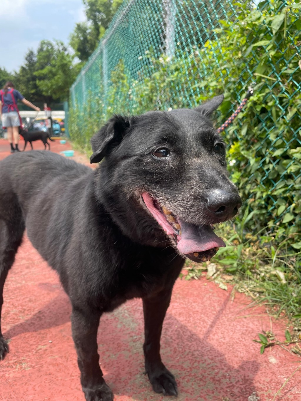 〔分享愛〕狗狗志工隊/板橋流浪動物之家/捐贈物資/做愛心